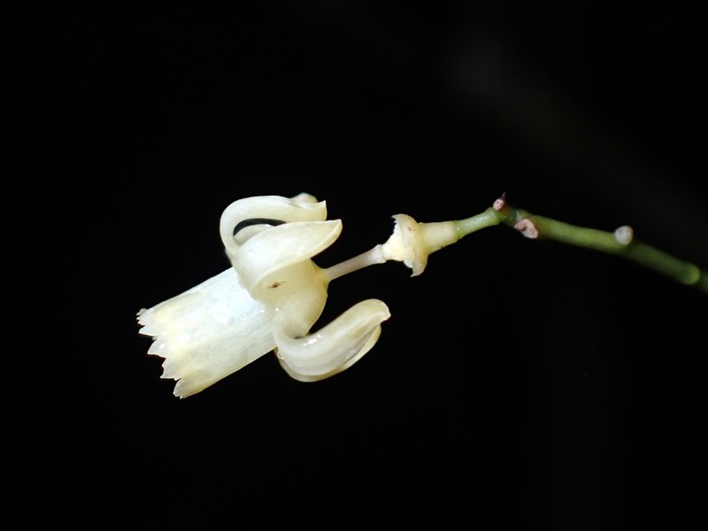 Didymocheton canalensis photo 2