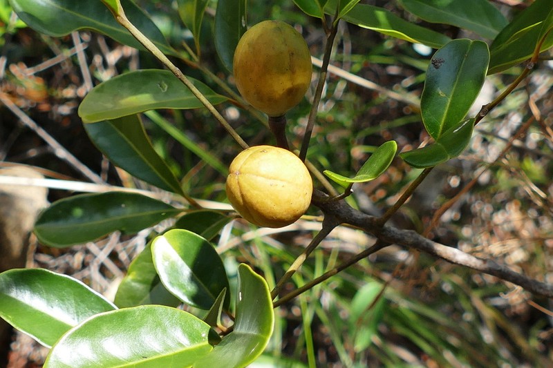 Didymocheton canalensis photo 3