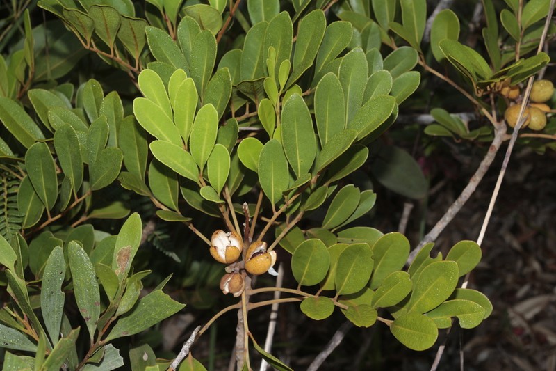 Didymocheton canalensis photo 4