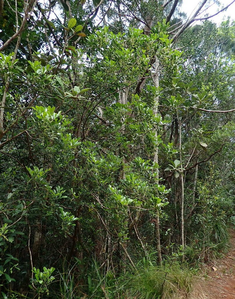 Didymocheton canalensis photo 5