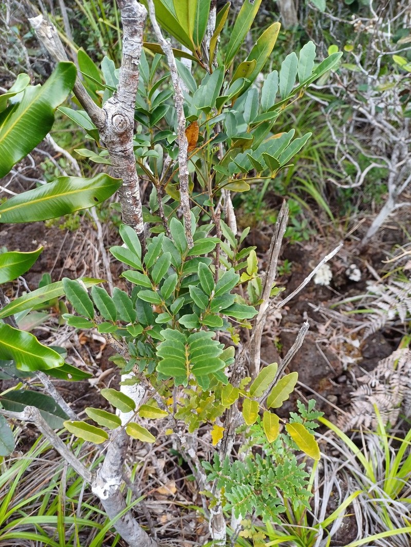 Didymocheton canalensis photo 6