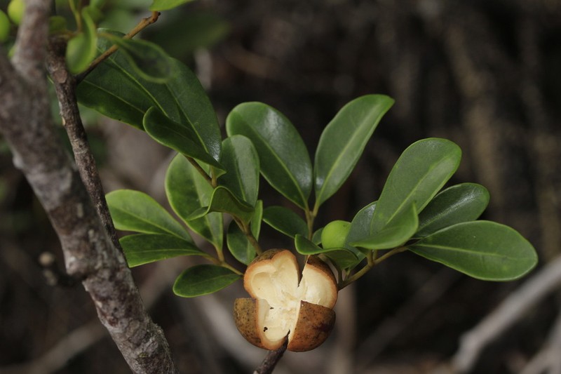 Didymocheton canalensis photo 7