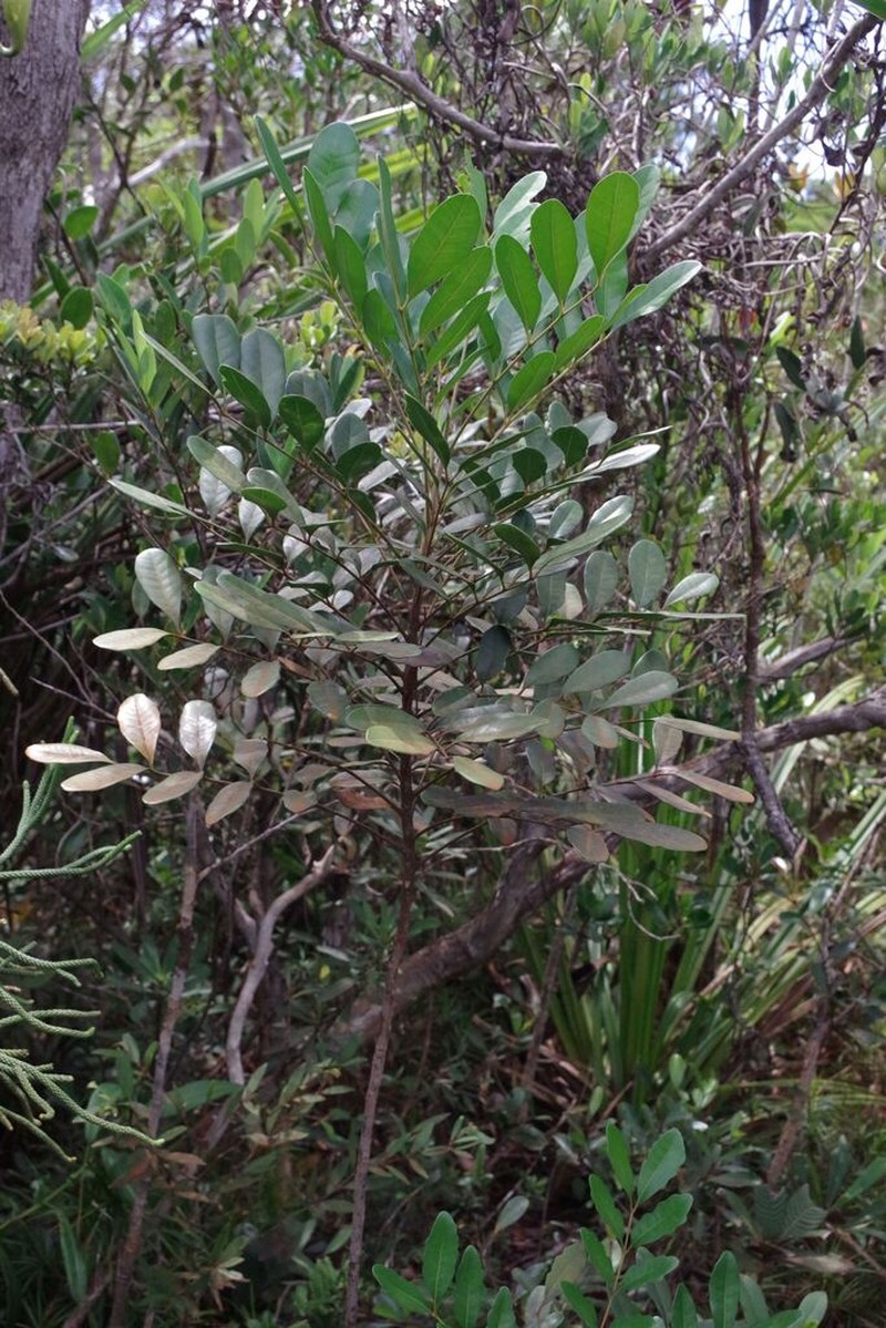 Didymocheton canalensis photo 8