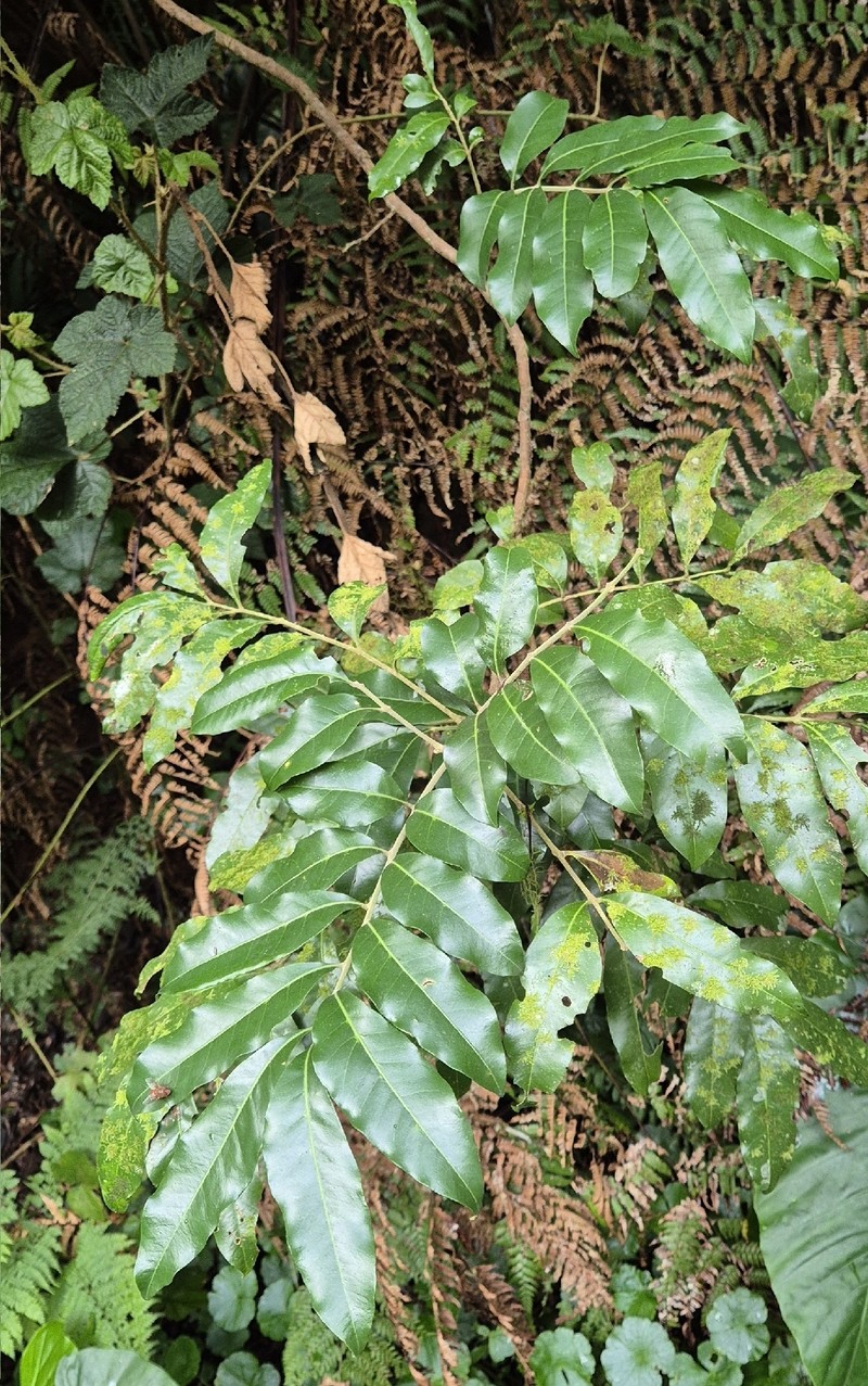 Didymocheton fraserianus photo 2