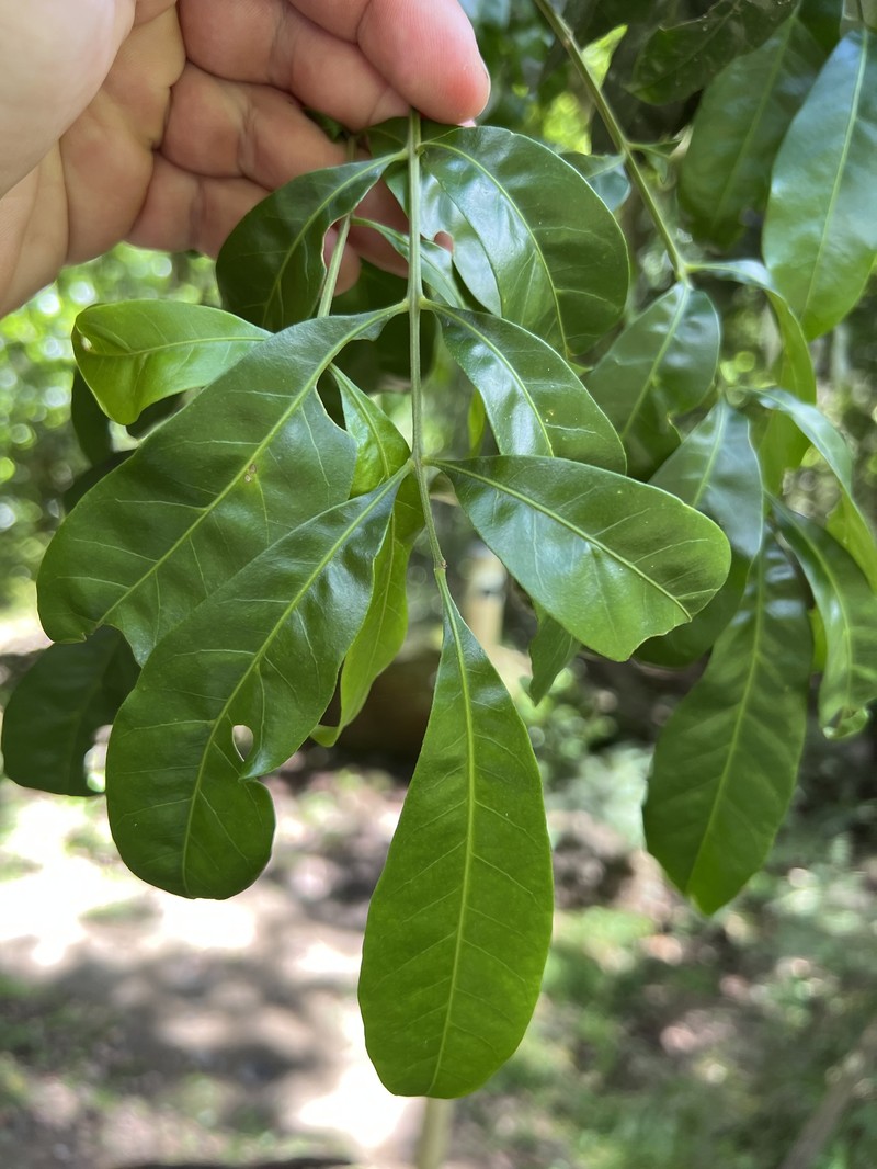 Didymocheton fraserianus photo 3