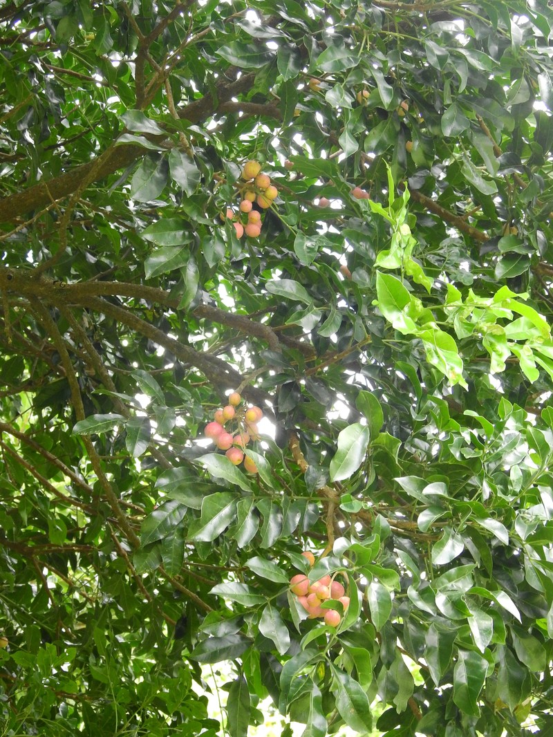 Didymocheton fraserianus photo 4