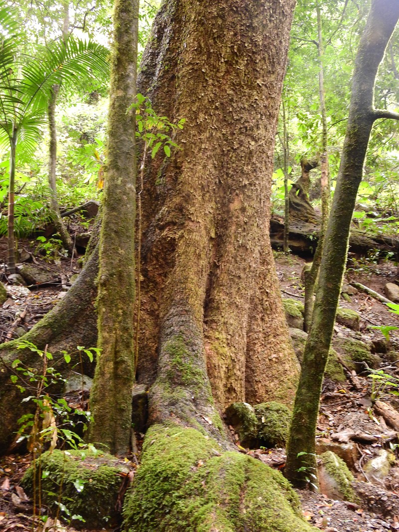 Didymocheton fraserianus photo 5