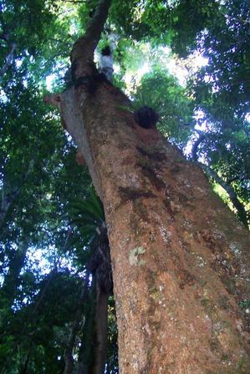 Didymocheton fraserianus