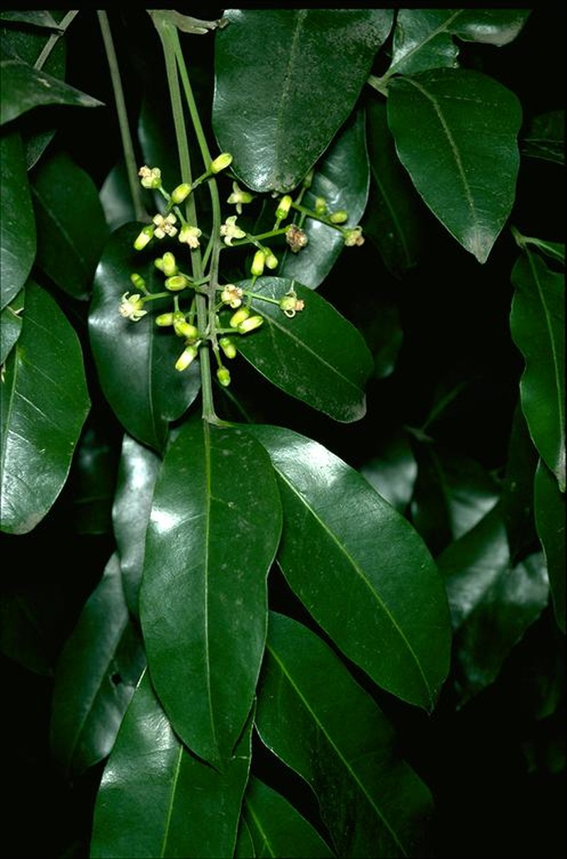 Didymocheton fraserianus photo 6