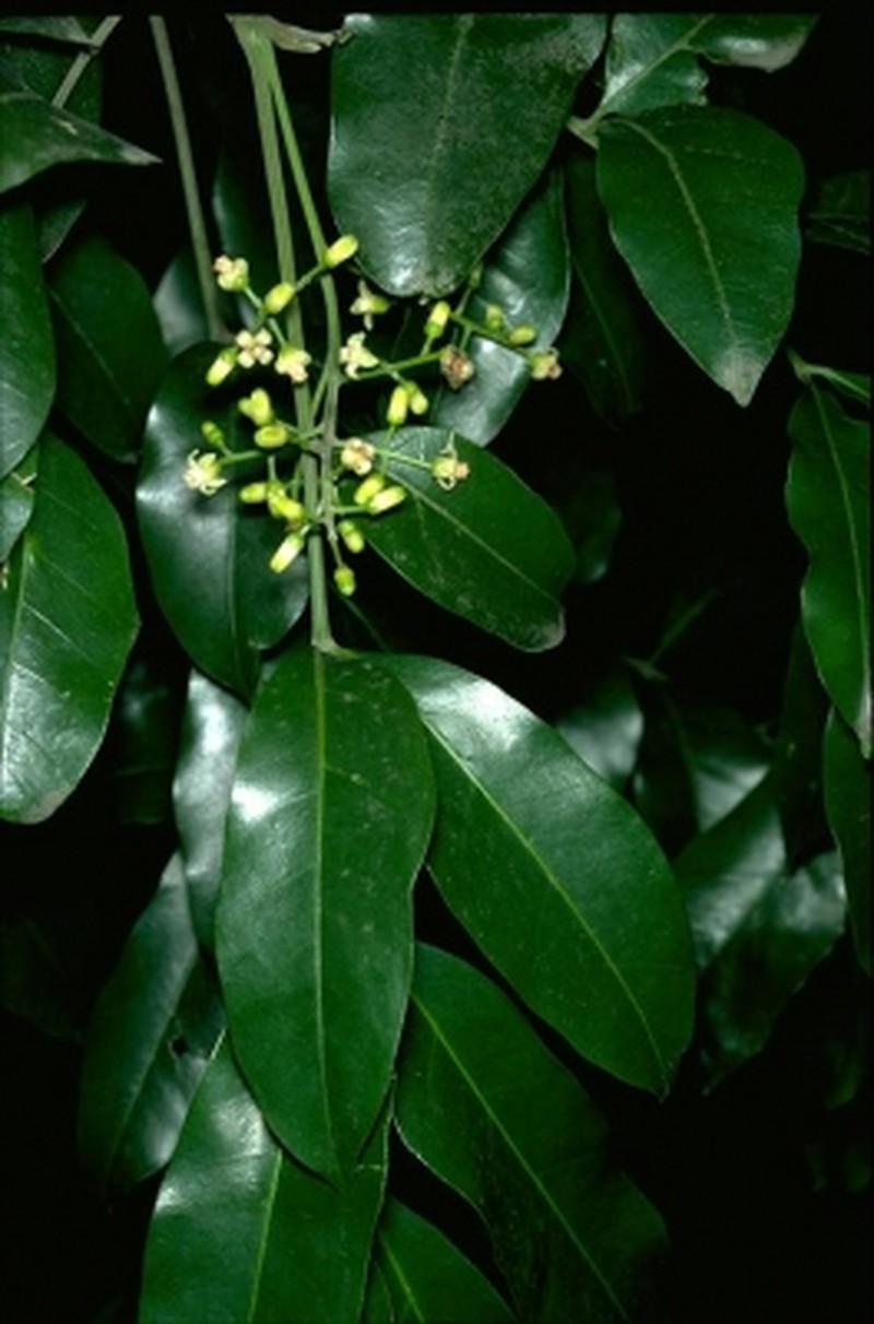 Didymocheton fraserianus photo 7
