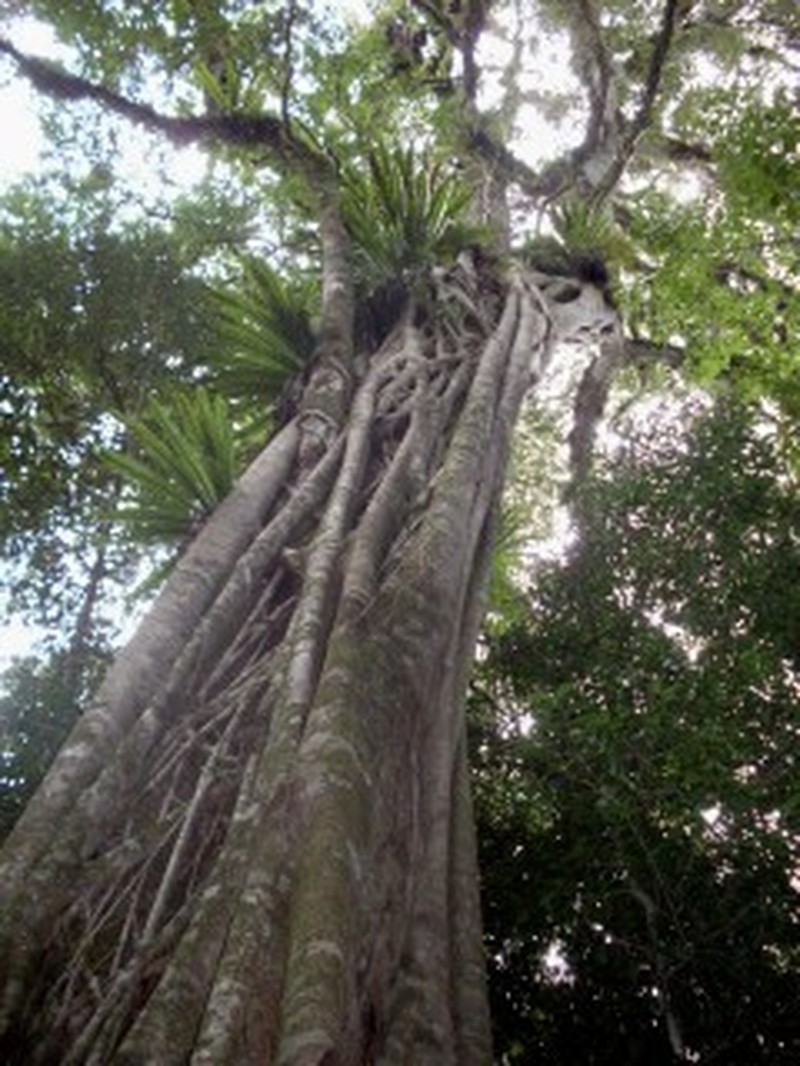 Didymocheton fraserianus photo 8