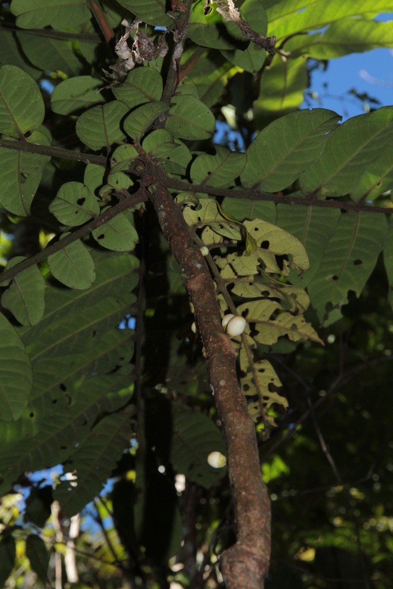 Didymocheton kouiriensis