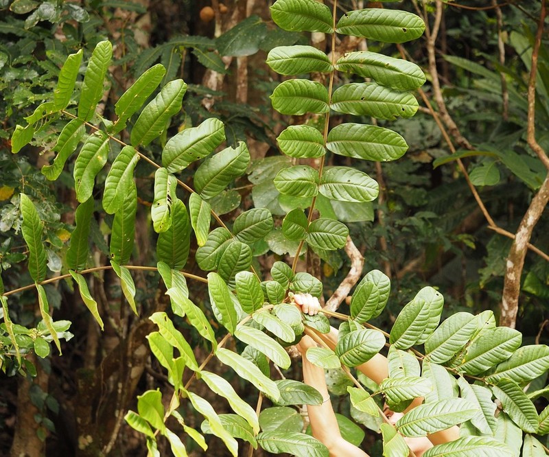 Didymocheton kouiriensis photo 2