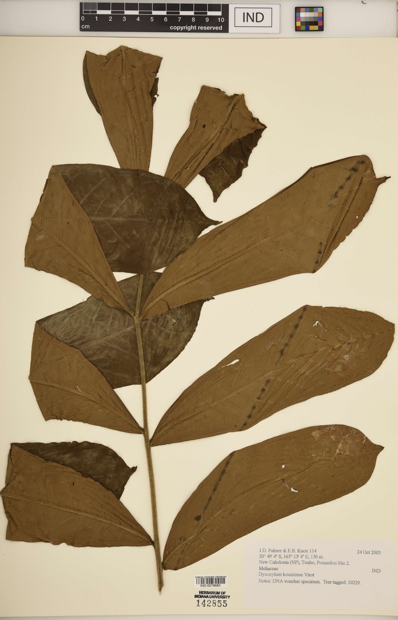 Didymocheton kouiriensis photo 3