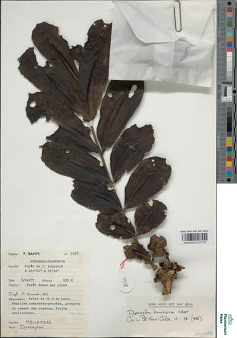 Didymocheton kouiriensis photo 4