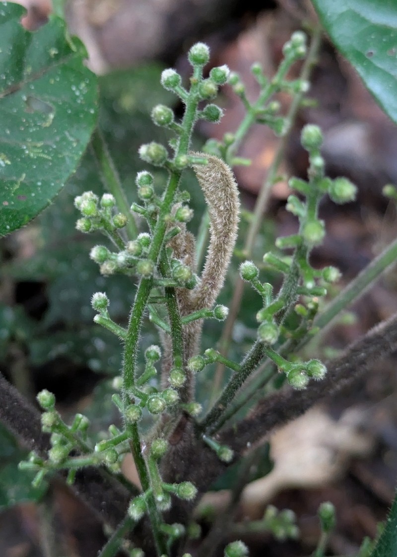 Didymocheton macrostachyus