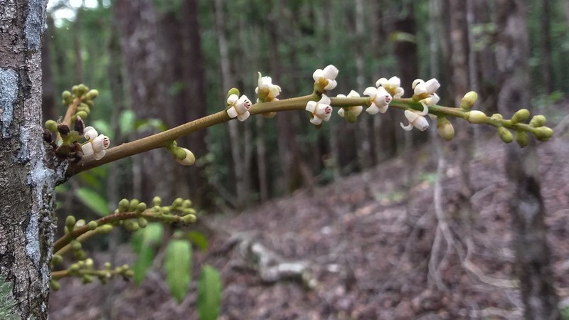 Didymocheton macrostachyus photo 3
