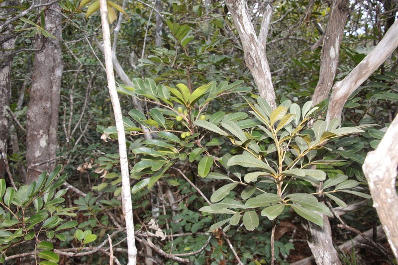 Didymocheton minutiflorus