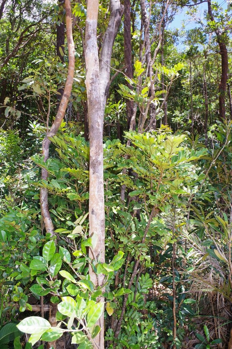 Didymocheton minutiflorus photo 3
