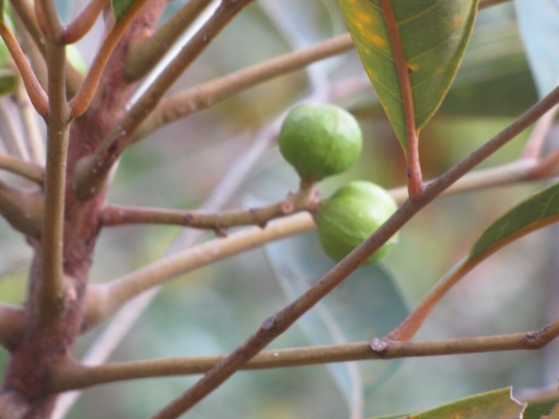 Didymocheton minutiflorus photo 4