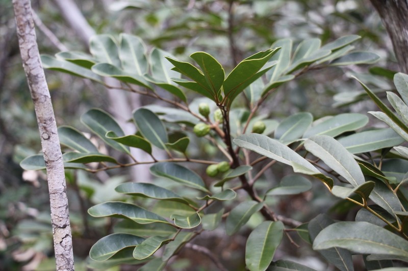 Didymocheton minutiflorus photo 5