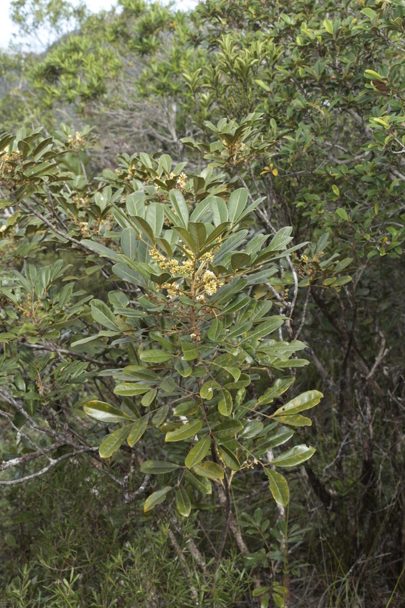 Didymocheton minutiflorus photo 6
