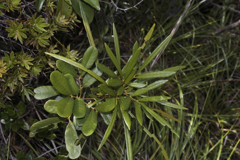Didymocheton minutiflorus photo 7