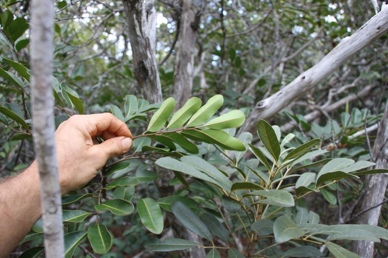 Didymocheton minutiflorus photo 8