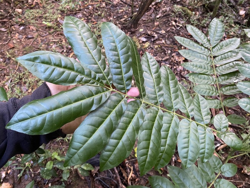 Didymocheton mollis