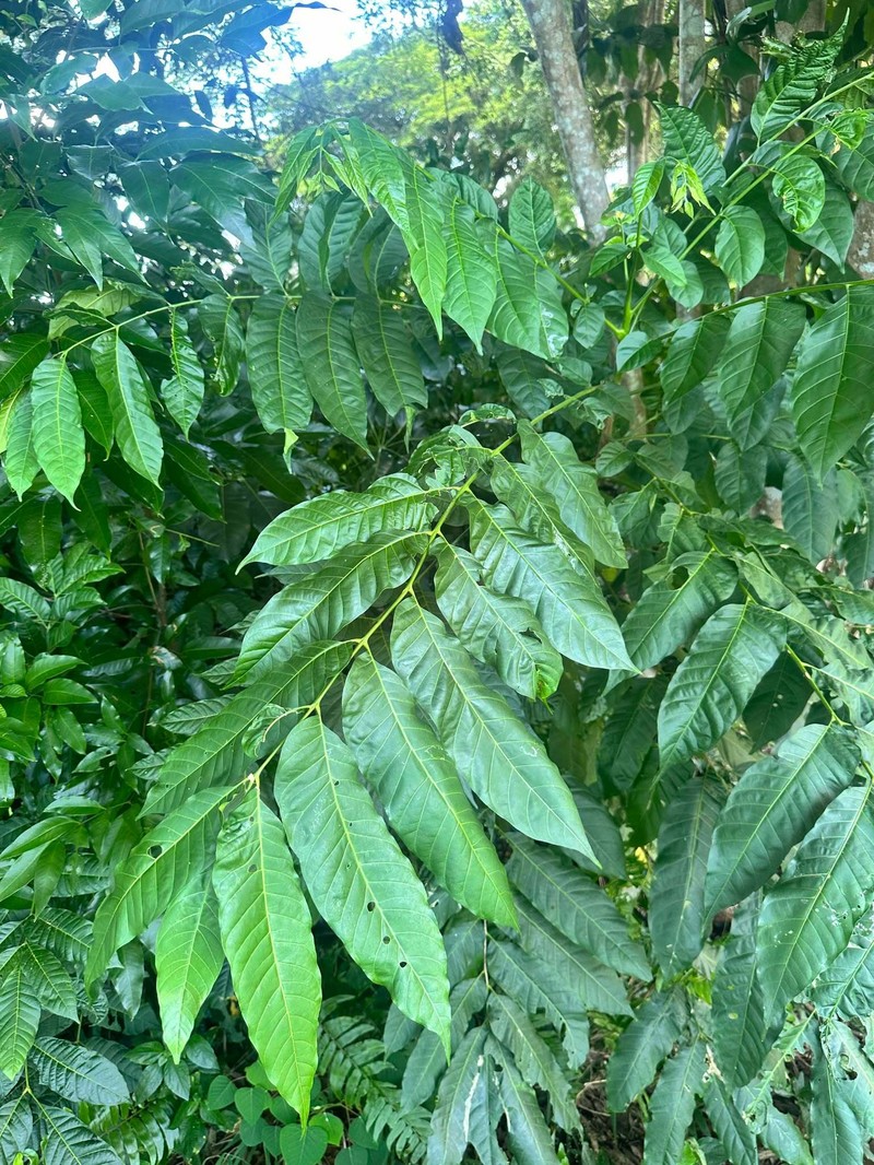 Didymocheton mollis photo 2