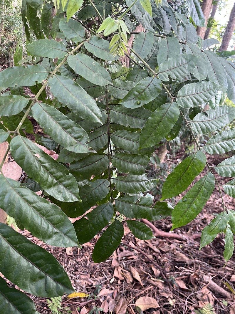 Didymocheton mollis photo 3