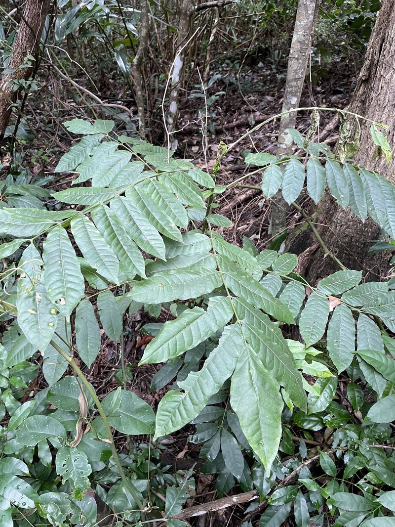 Didymocheton mollis photo 4