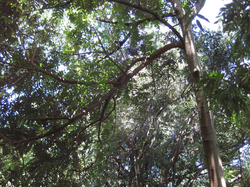 Didymocheton mollissimus photo 3