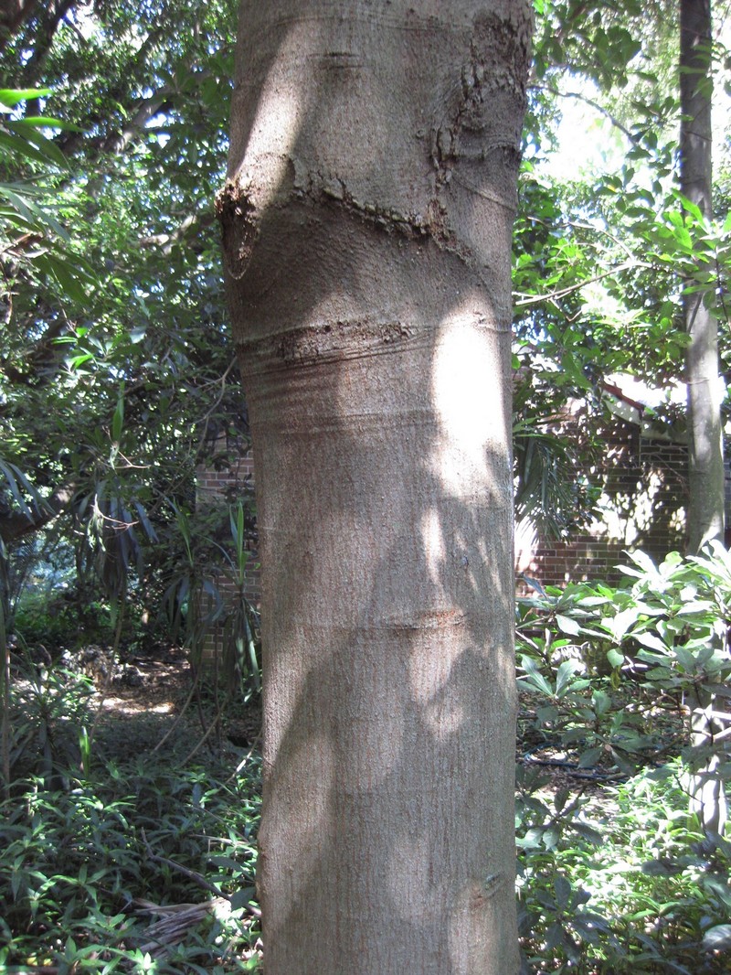 Didymocheton mollissimus photo 4