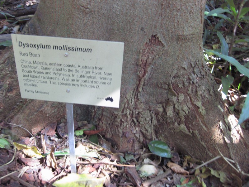 Didymocheton mollissimus photo 5