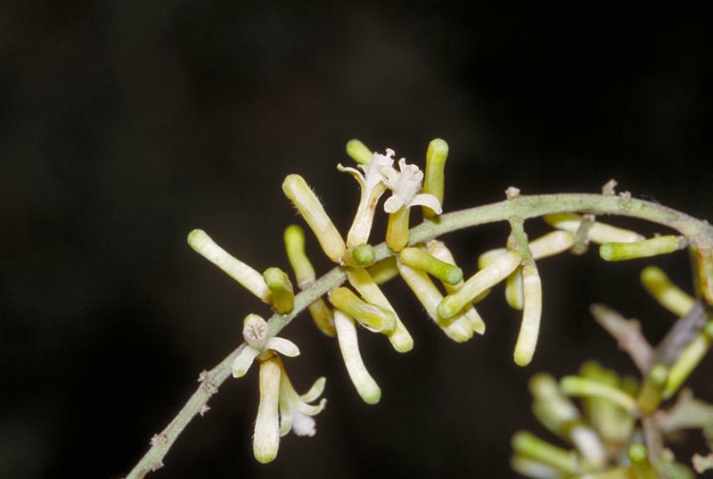 Didymocheton muelleri