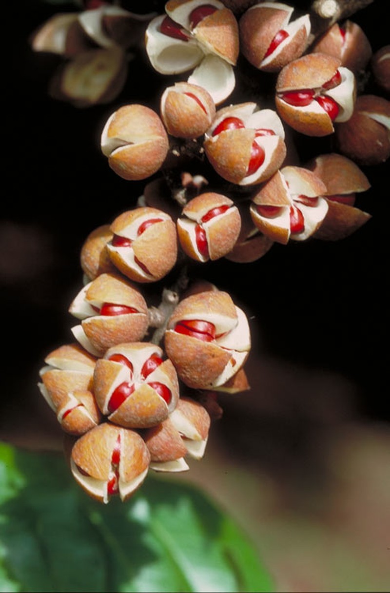 Didymocheton muelleri photo 3