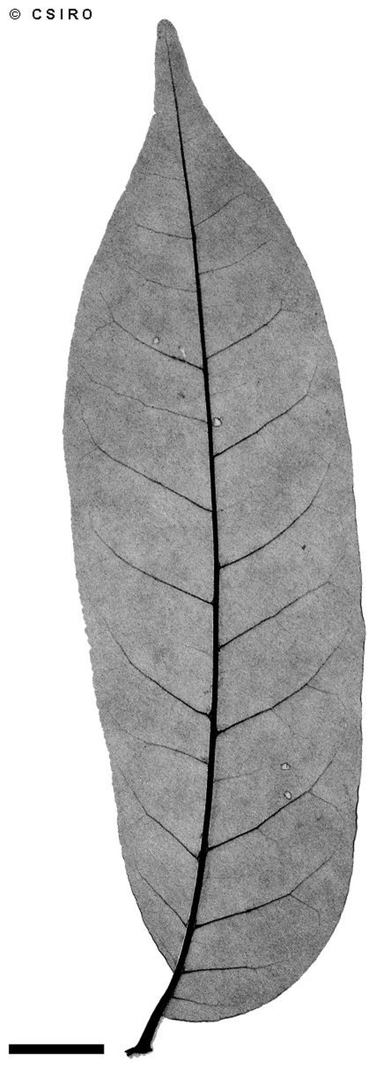Didymocheton muelleri photo 4