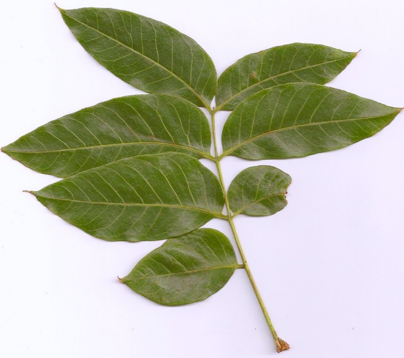 Didymocheton muelleri photo 6