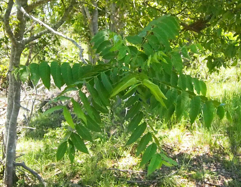 Didymocheton muelleri photo 8