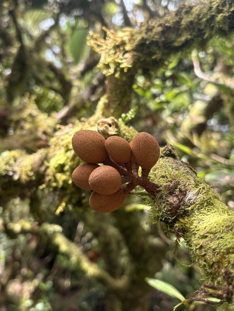 Didymocheton pachyphyllus photo 2
