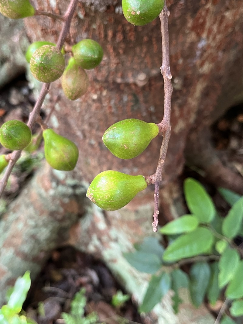 Didymocheton pachyphyllus photo 3