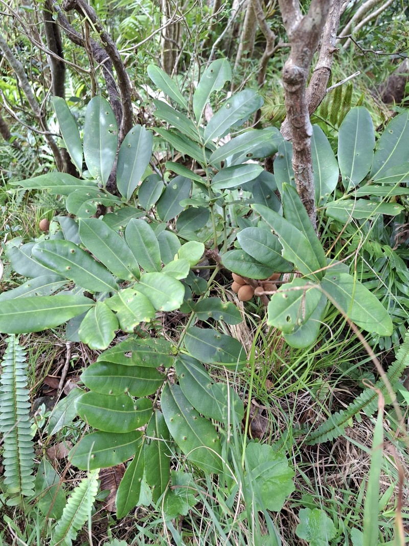 Didymocheton pachyphyllus photo 4