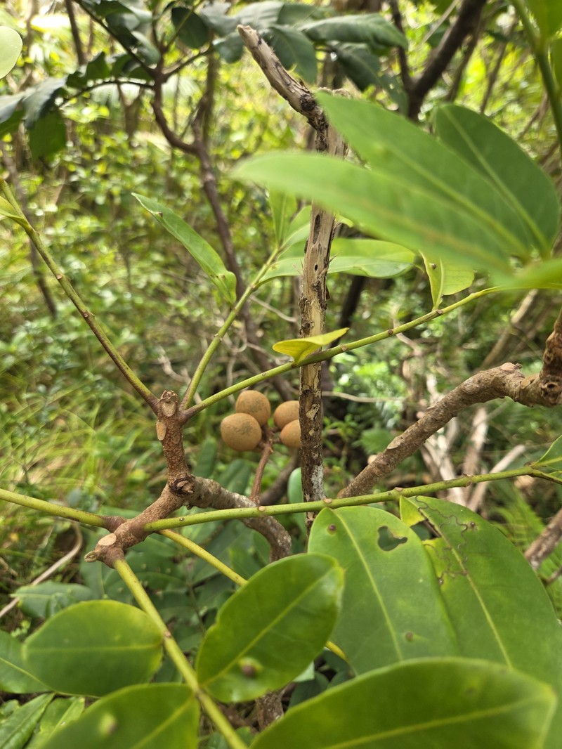 Didymocheton pachyphyllus photo 5