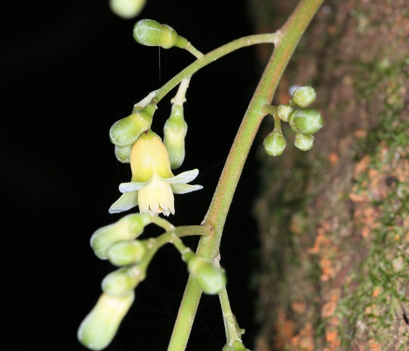 Didymocheton pachyphyllus