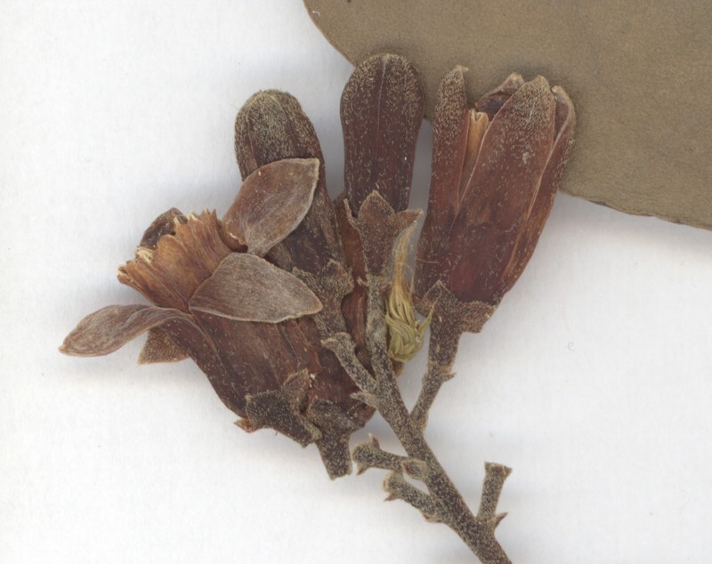 Didymocheton pachyphyllus photo 6