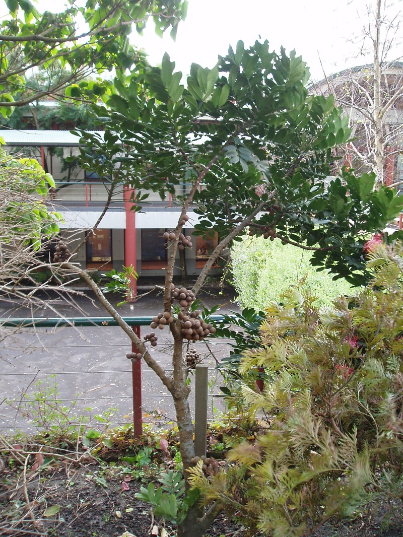 Didymocheton pachyphyllus photo 7
