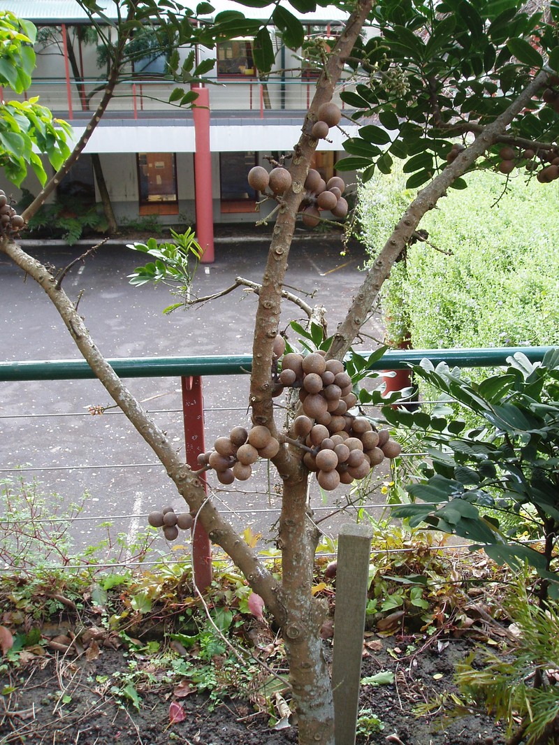 Didymocheton pachyphyllus photo 8