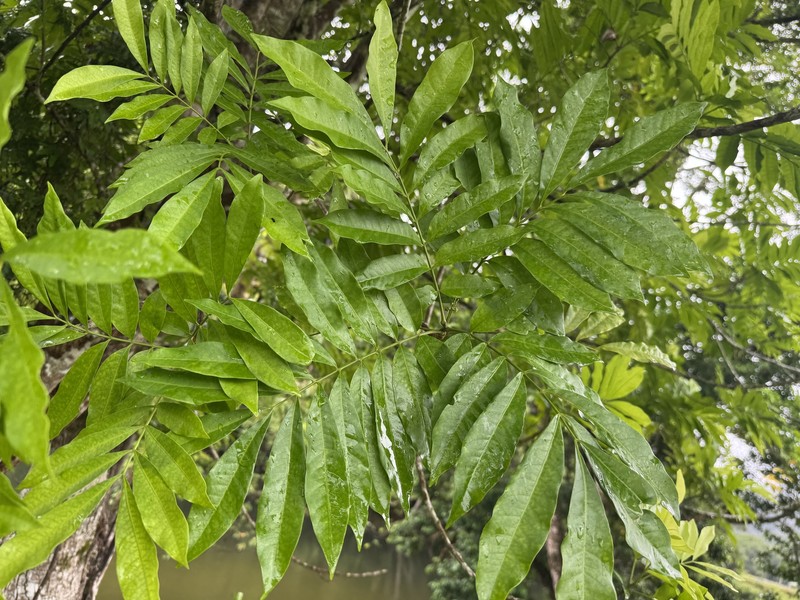Didymocheton papuanus