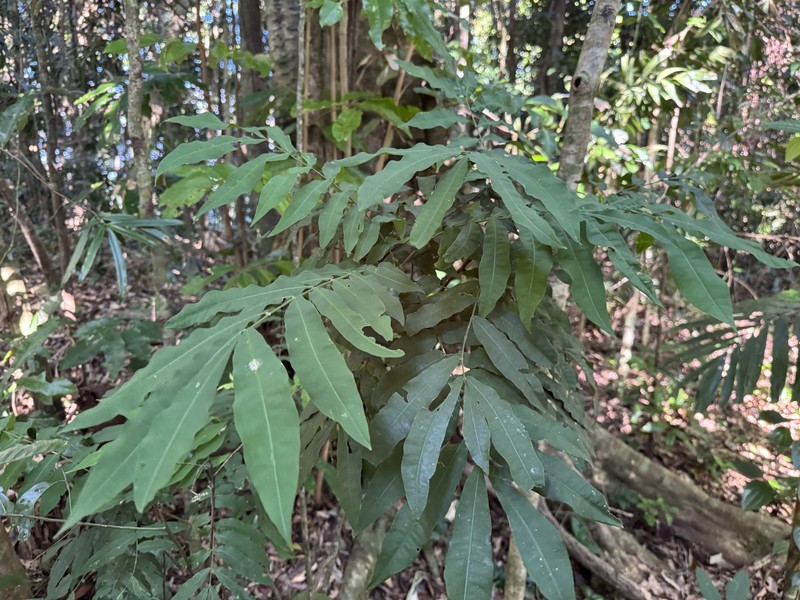Didymocheton papuanus photo 2